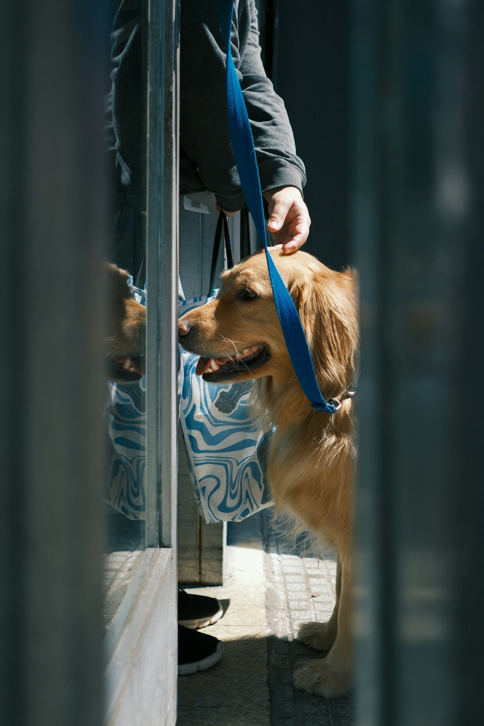 A person pets a golden retriever on a blue leash.