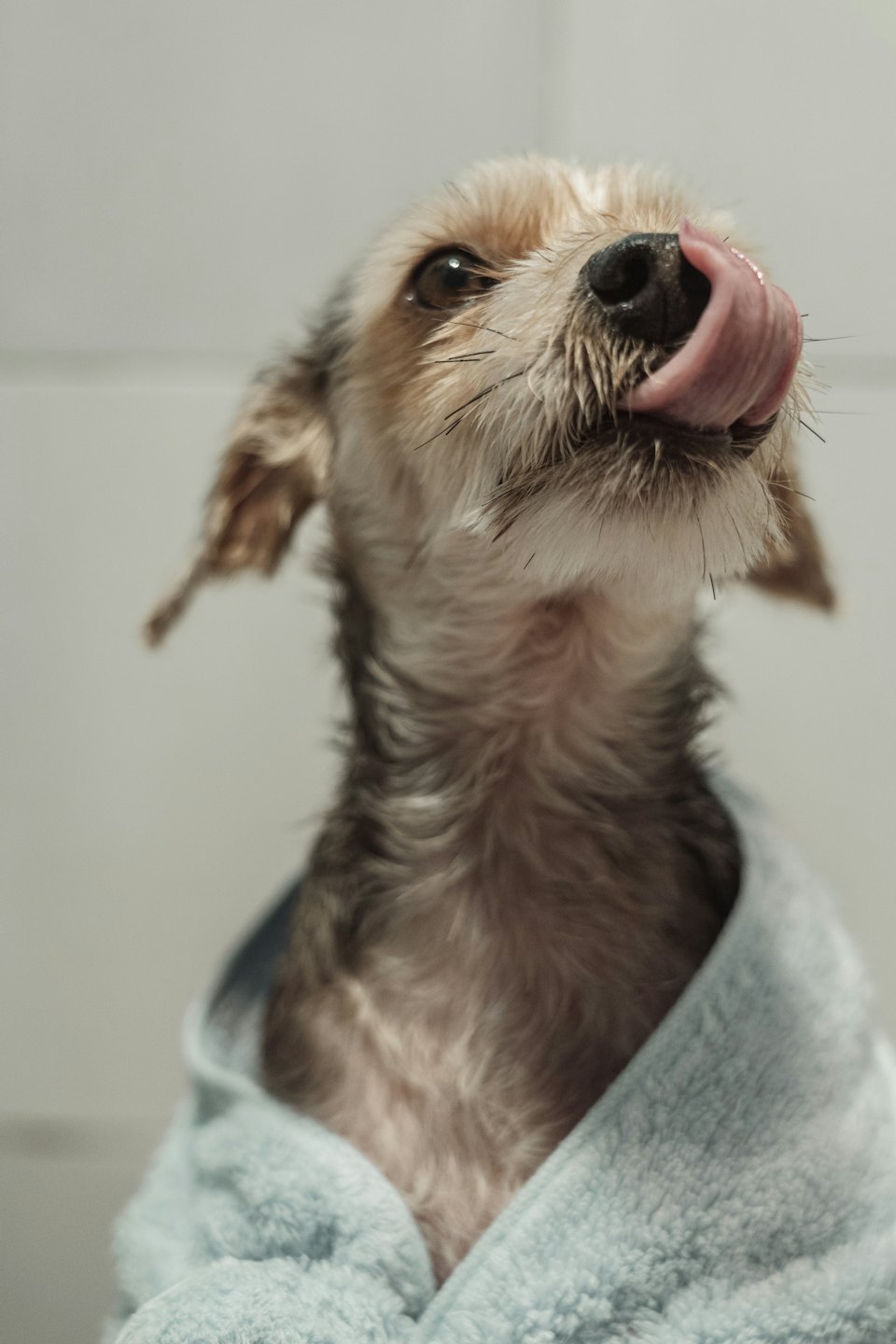 Small damp dog wrapped in a blue towel licks its nose.