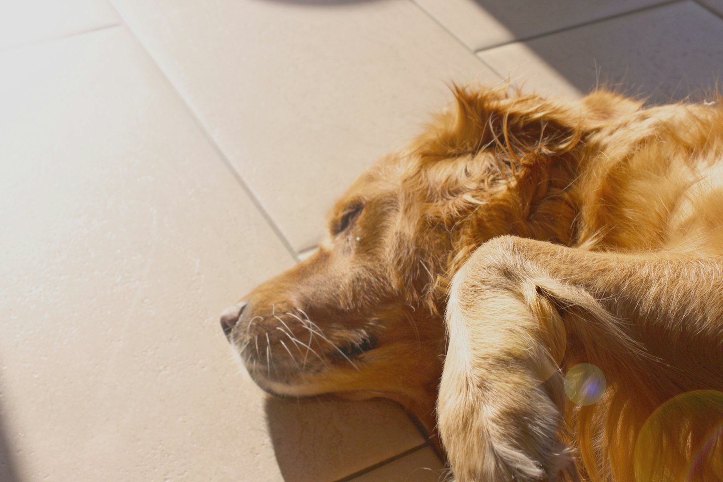 A golden retriever sleeps on a tiled floor.