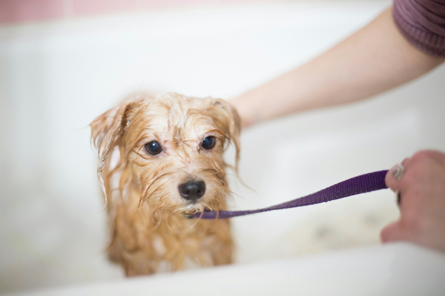 A wet terrier dog in a white bathtub looking apprehensive.