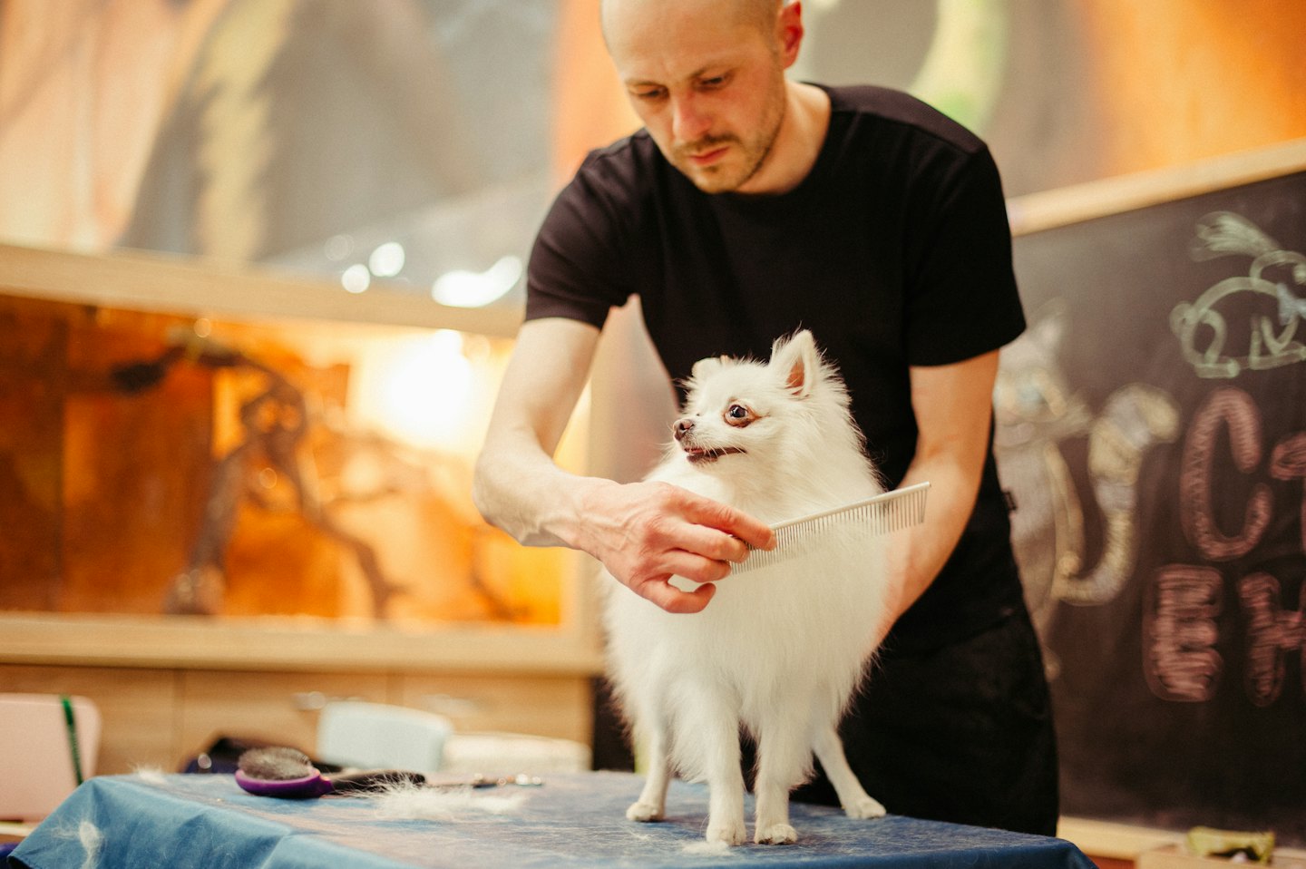 Groomer combs fluffy white dog on a grooming table.