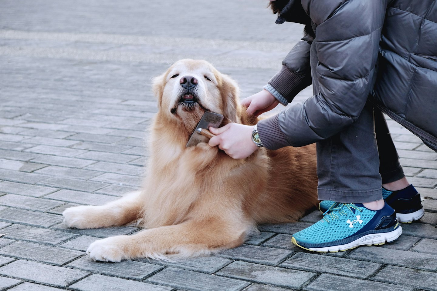 A person brushes a golden retriever on a brick patio.