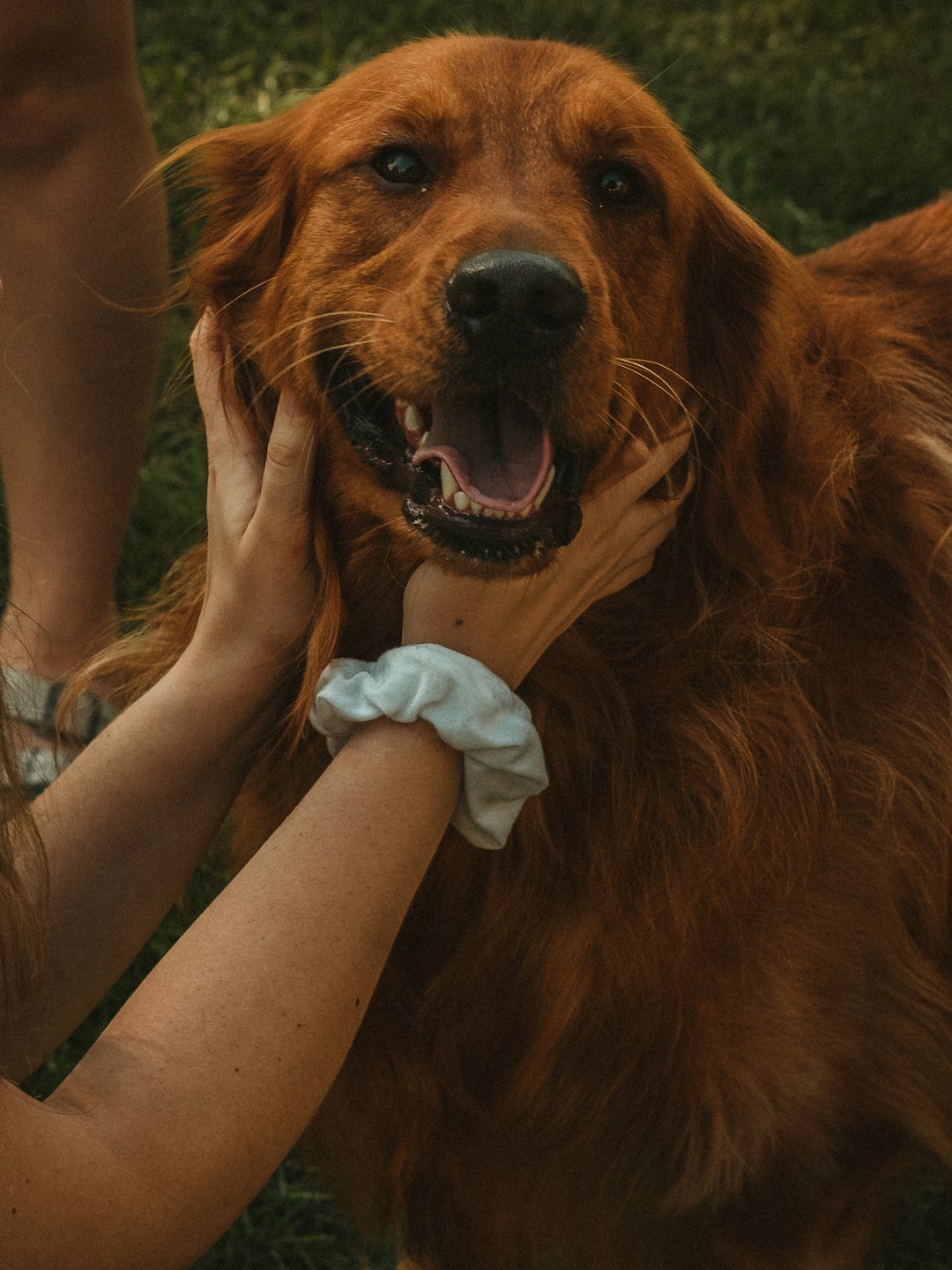Golden retriever happily panting while being petted.