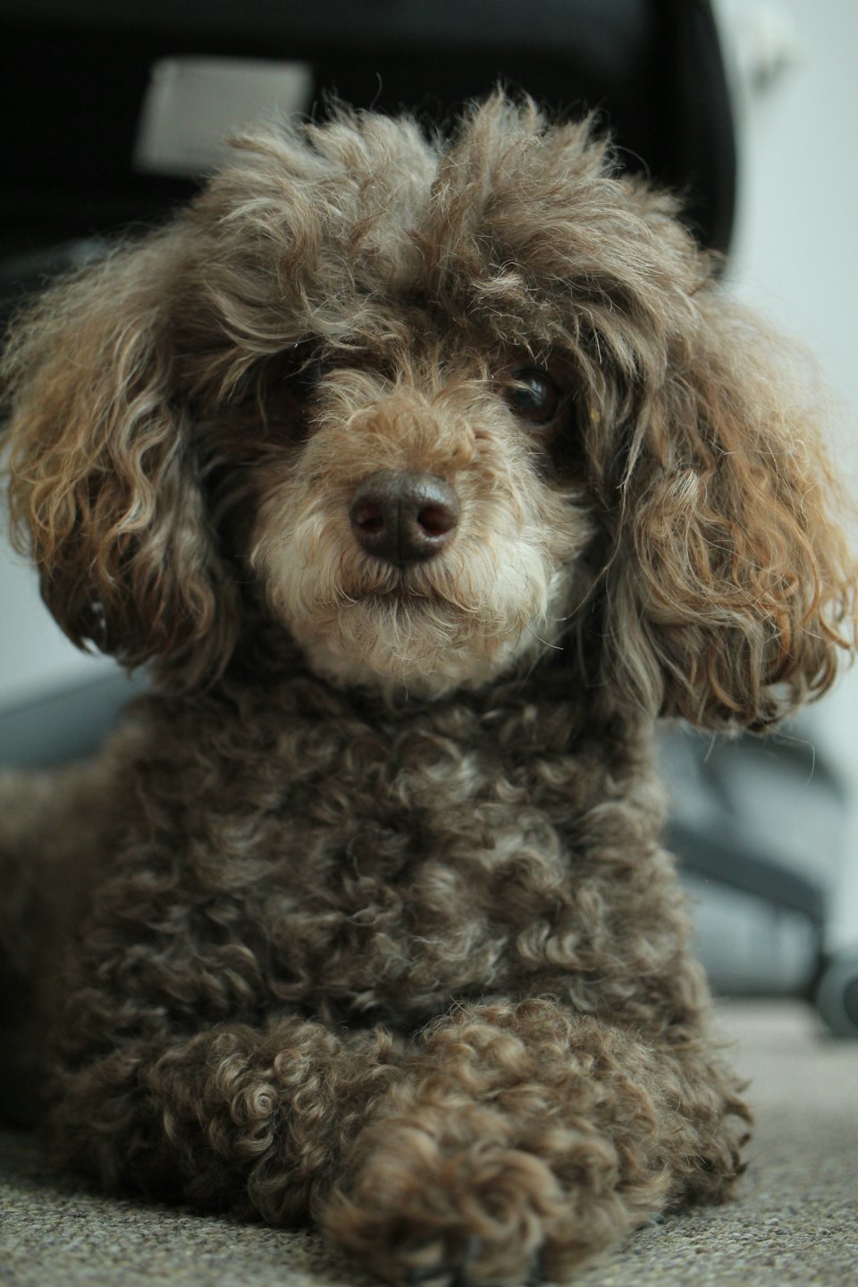 A fluffy brown poodle lies down indoors looking at the camera.